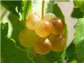 Vitis vinifera Chasselas Doré C3 vigne greffée