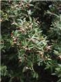Quercus ilex Haute Tige 30 35 Pot C350-500 * Tronc 220 cm