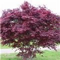 Acer palmatum Bloodgood 125 150 Motte
