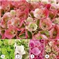 Hydrangea macrophylla Magical® Revolution Pink Pot C3.5L