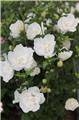 Hibiscus syriacus White Chiffon 80 100 cm Pot C10Litres