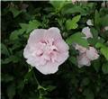 Hibiscus syriacus Pink Chiffon Pot C3.6