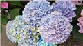 Hydrangea macrophylla Magical® Revolution Blue Pot P23 cm - C5Litres