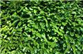 Prunus laur Rotundifolia 175 200 FORT XTRA Motte *** Remise importante à partir de 10 plantes **