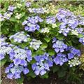 Hydrangea macrophylla Teller Nizza Blue Pot P30