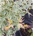 Acer palmatum Butterfly 40 60 cm Pot P19