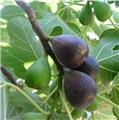 Ficus carica Noire De Caromb Buisson Pot C10 ** Bifere **