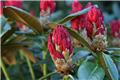 Rhododendron Karl Naue 50 60 XXL Pot