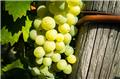 Vitis vinifera Muller Thurgau Pot