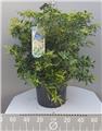 Pieris japonica Rosalinda 50 60 cm Pot