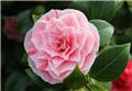 Camellia japonica Professor Filippo Parlatore Pot C7.5Litres ** 7 ans **