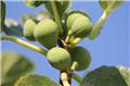 Ficus carica St Pierre Pot C5 Bifère - Rustique et résitante