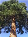 Sequoiadendron giganteum 60 80 Pot C7.5