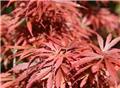 Acer palmatum Crimson Queen tige +-40 cm