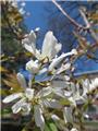 Magnolia kobus Buisson C 70 L 175+ XXl