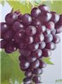Vitis vinifera Heike Pot C5 ** Rouge, sans pépins et résistant aux maladies **