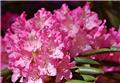 Rhododendron Cosmopolitan 60 70 Pot C10
