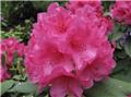 Rhododendron Anna Rose Whitney 100 125 Pot Forte plante
