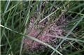 Muhlenbergia capillaris Pot P17 cm