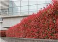 Photinia fraseri RED LIGHT 060 080 Pot 23 **Plus compact, moins de taille**