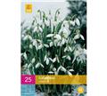 Galanthus elwesii * 25 pc cal.5/6  **Perce-neige **