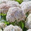 Hydrangea arborescens Candybelle® Marshmallow Pot C3.5Litres