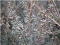 Leptospermum Lanigerum Silver Sheen C.2L