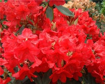 Rhododendron Vulcans Flame 040 050 cm Pot (fl. rouge )