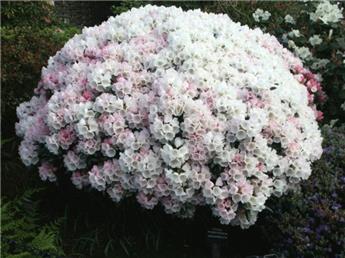 Rhododendron Yakushimanum Porzellan 030 035 Pot