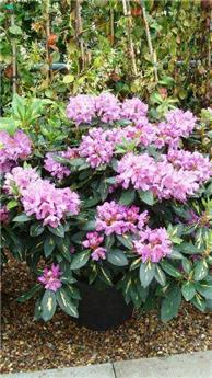 Rhododendron ponticum Goldflimmer 30 50  Pot