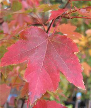 Acer rubrum October Glory Haute Tige 25 30 Motte ** Forte plante; belle charpente **