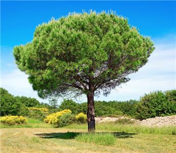 Pinus pinea Haute Tige 30 40 Pot C230/375 L **Plante XXL ** Véritable Pin Parasol **