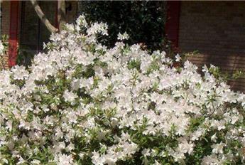 Azalea japonica Encore® Pure White Pot C5Litres