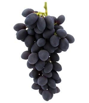 Vitis vinifera Autumn Royal Pot C2   ** Noir sans pépins **