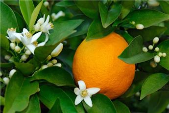 Citrus sinensis Arancio Tige +/- 70 cm Pot P28 cm ** Véritable oranger **