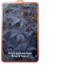 Acer palmatum Black Lace pot de 3 Litres 40+