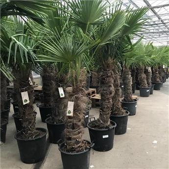 Trachycarpus Fortunei 1 tronc 080 100 cm Pot