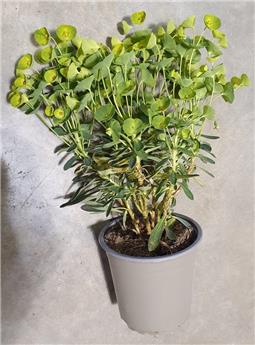Euphorbia amygdaloides P12 P13