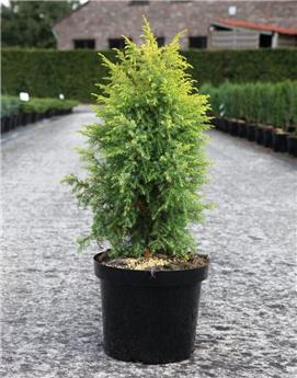 Juniperus communis Gold Cone Pot C3L