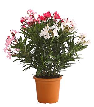 Nerium oleander Quatro 050 070 cm Pot P20 cm ** Laurier Rose ***