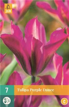 Tulipe Purple Dance * 7 pc cal.11/12