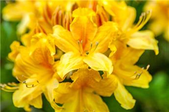 Rhododendron luteum ou Azalea pontica 100 125 Pot C18** Très parfumée **