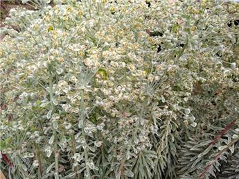 Euphorbia characias Silver Swan Wilcott ® Pot C2