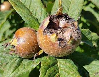 Néflier Mespilus Westerveld Buisson Pot - Néflier à gros fruits