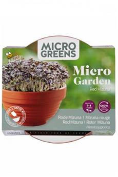 Buzzy® Microgreens pot terre cuite Mizuna à feuille rouge