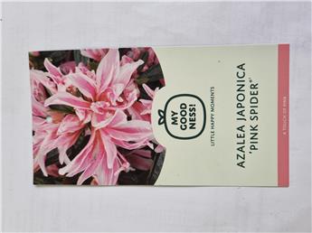 Azalea japonica Pink Spider P14*** Nouvelle Variété*****