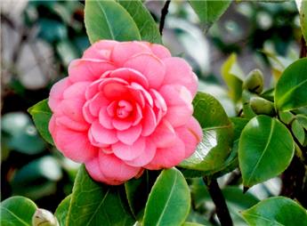 Camellia japonica Mrs Tingley Pot C5