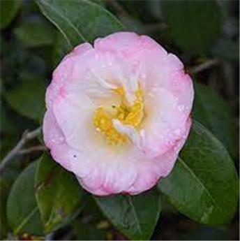 Camellia japonica Doctor Tinsley Pot C7.5 ** 7 ans ** Mellifère