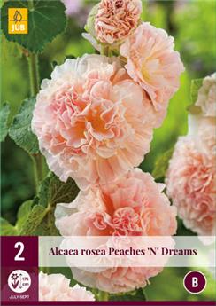 Alcea rosea Peaches N Dreams 2 pl ** Vivace **