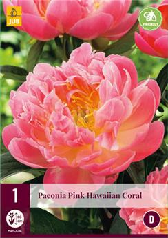Paeonia lactiflora Hawaiian Coral * 1 Pc ** Vivace **